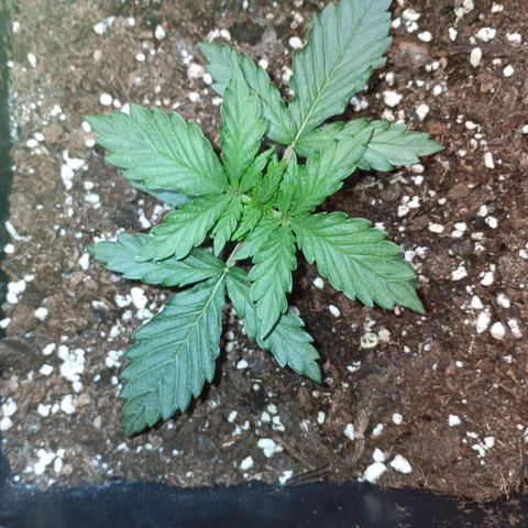 Watermelon Zkittlez Auto growlog timeline photo