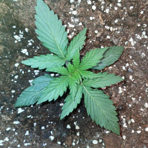 Watermelon Zkittlez Auto growlog timeline photo