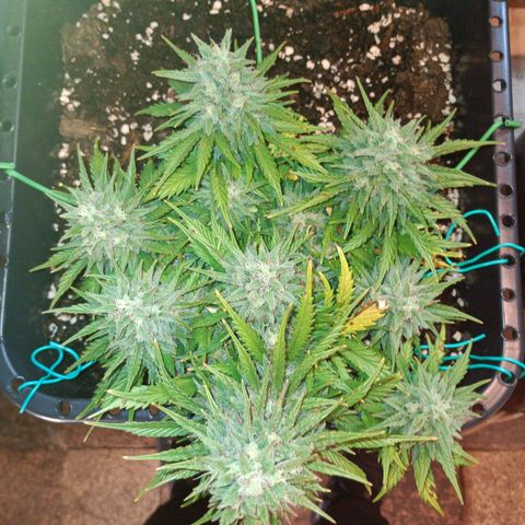 Northen light automatic RQS growlog timeline photo