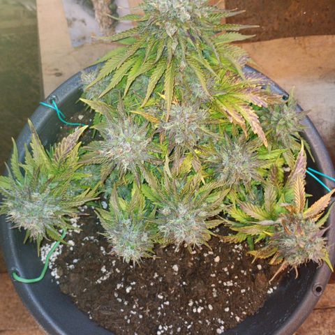 Quick One growlog timeline photo