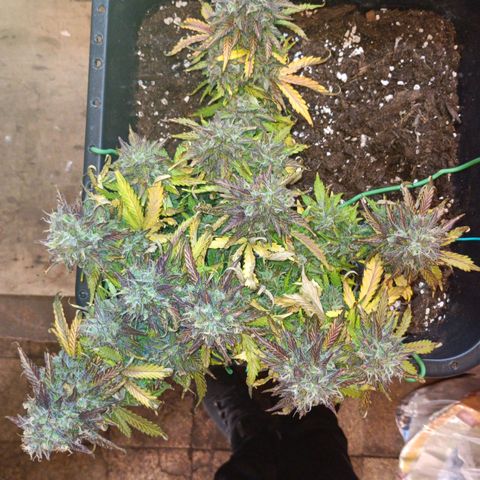 Quick One growlog timeline photo