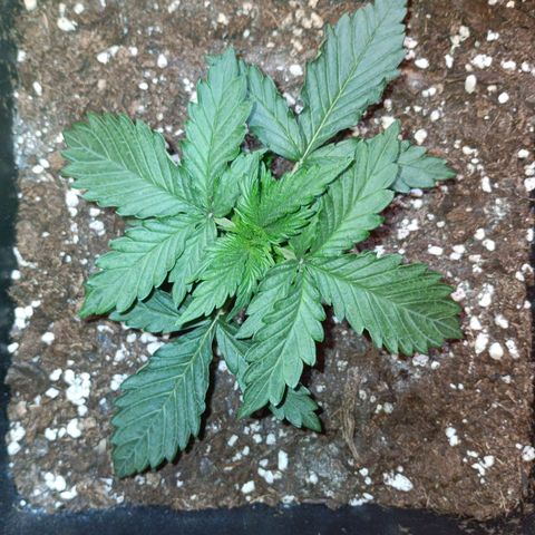 Watermelon Zkittlez Auto growlog timeline photo