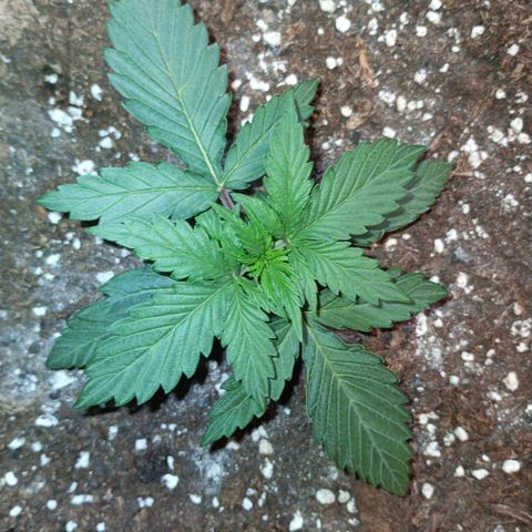 Watermelon Zkittlez Auto growlog timeline photo