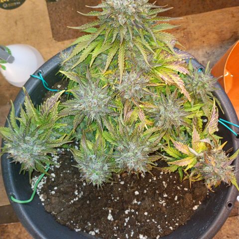 Quick One growlog timeline photo
