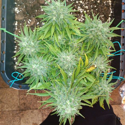Northen light automatic RQS growlog timeline photo
