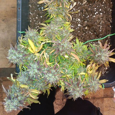 Quick One growlog timeline photo