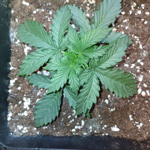 Watermelon Zkittlez Auto growlog timeline photo
