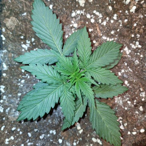 Watermelon Zkittlez Auto growlog timeline photo