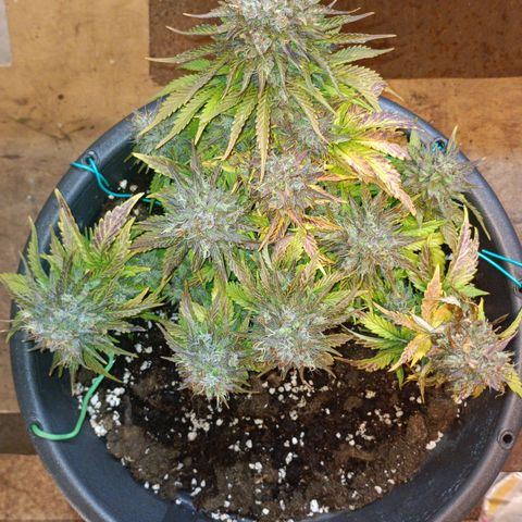 Quick One growlog timeline photo