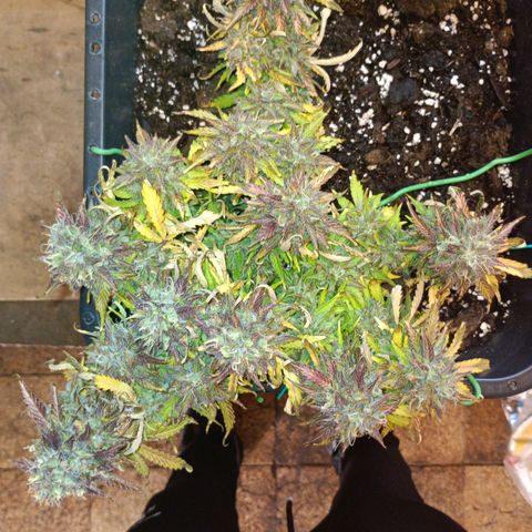 Quick One growlog timeline photo