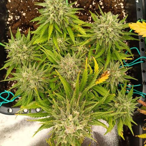 Northen light automatic RQS growlog timeline photo