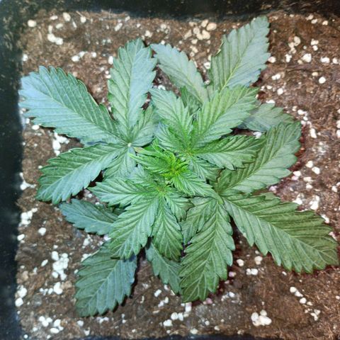 Watermelon Zkittlez Auto growlog timeline photo