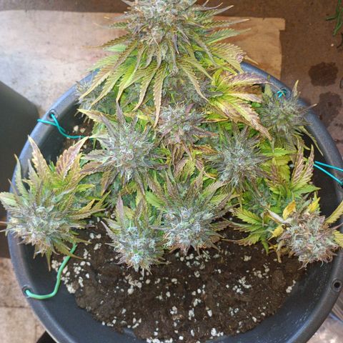 Quick One growlog timeline photo