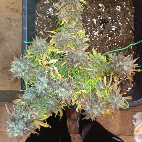 Quick One growlog timeline photo