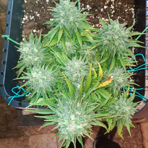 Northen light automatic RQS growlog timeline photo