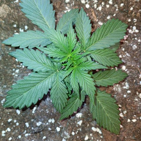 Watermelon Zkittlez Auto growlog timeline photo