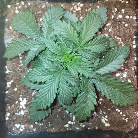 Watermelon Zkittlez Auto growlog timeline photo