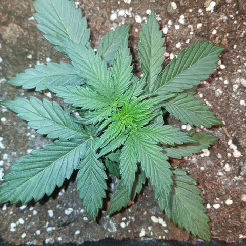 Watermelon Zkittlez Auto growlog timeline photo