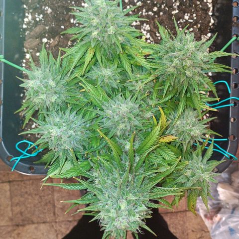 Northen light automatic RQS growlog timeline photo