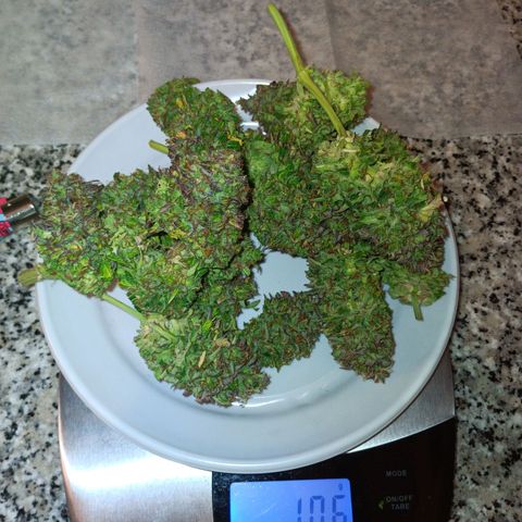 Quick One growlog timeline photo
