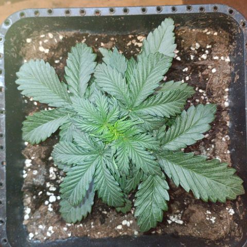 Watermelon Zkittlez Auto growlog timeline photo