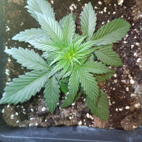 Watermelon Zkittlez Auto growlog timeline photo
