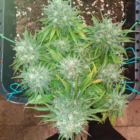 Northen light automatic RQS growlog timeline photo