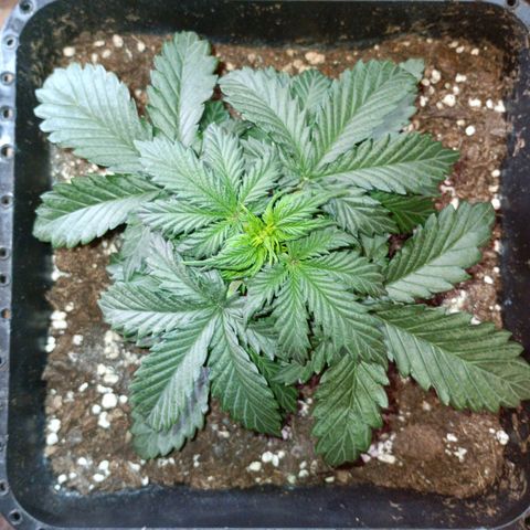 Watermelon Zkittlez Auto growlog timeline photo