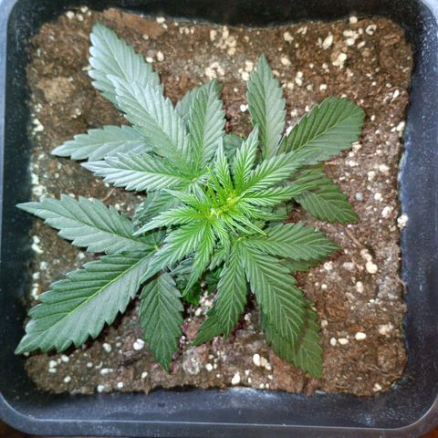 Watermelon Zkittlez Auto growlog timeline photo
