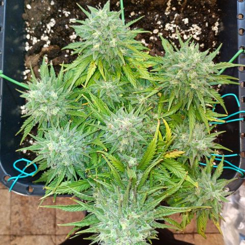 Northen light automatic RQS growlog timeline photo
