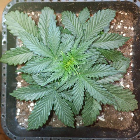 Watermelon Zkittlez Auto growlog timeline photo