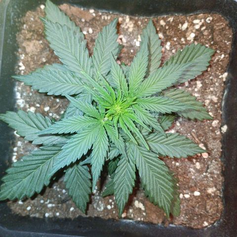 Watermelon Zkittlez Auto growlog timeline photo