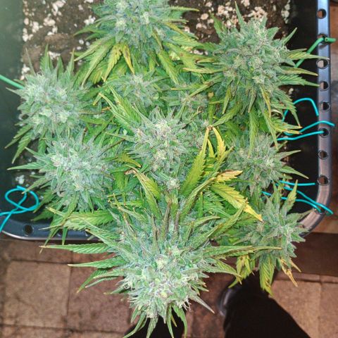 Northen light automatic RQS growlog timeline photo