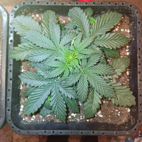 Watermelon Zkittlez Auto growlog timeline photo