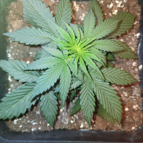 Watermelon Zkittlez Auto growlog timeline photo