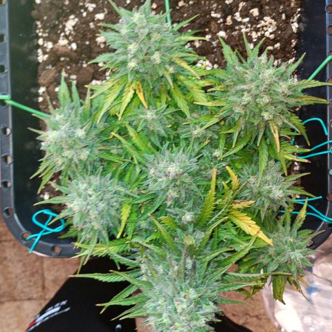 Northen light automatic RQS growlog timeline photo