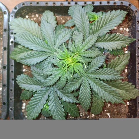 Watermelon Zkittlez Auto growlog timeline photo