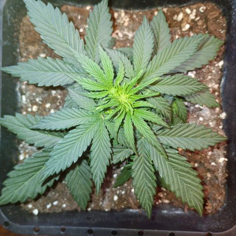 Watermelon Zkittlez Auto growlog timeline photo