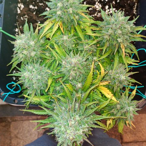 Northen light automatic RQS growlog timeline photo