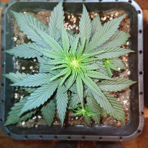 Watermelon Zkittlez Auto growlog timeline photo