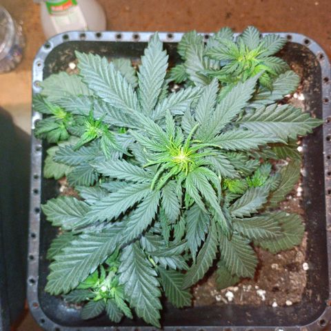 Watermelon Zkittlez Auto growlog timeline photo