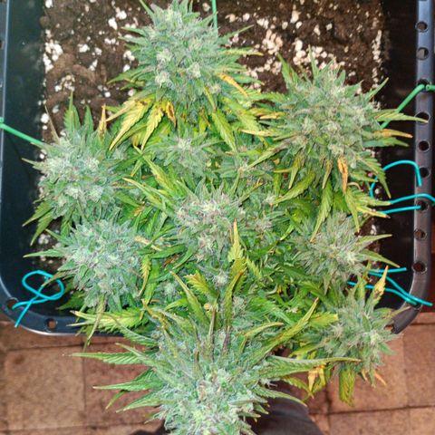 Northen light automatic RQS growlog timeline photo