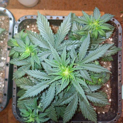 Watermelon Zkittlez Auto growlog timeline photo