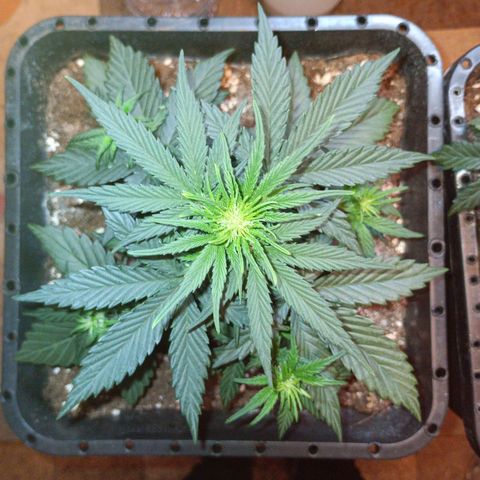 Watermelon Zkittlez Auto growlog timeline photo