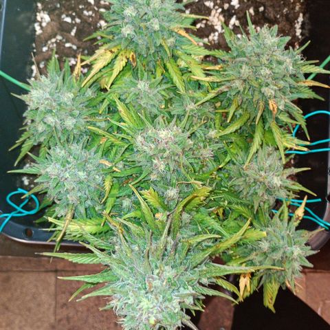 Northen light automatic RQS growlog timeline photo
