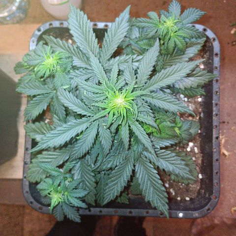 Watermelon Zkittlez Auto growlog timeline photo