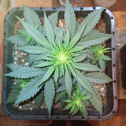 Watermelon Zkittlez Auto growlog timeline photo