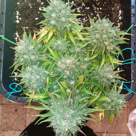 Northen light automatic RQS growlog timeline photo