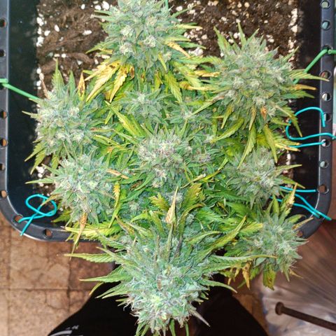 Northen light automatic RQS growlog timeline photo