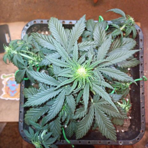 Watermelon Zkittlez Auto growlog timeline photo